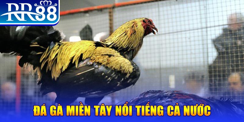 sv388 link đá gà 88